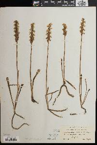 Spiranthes cernua image