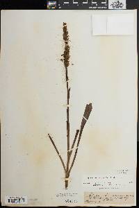 Spiranthes bightensis image