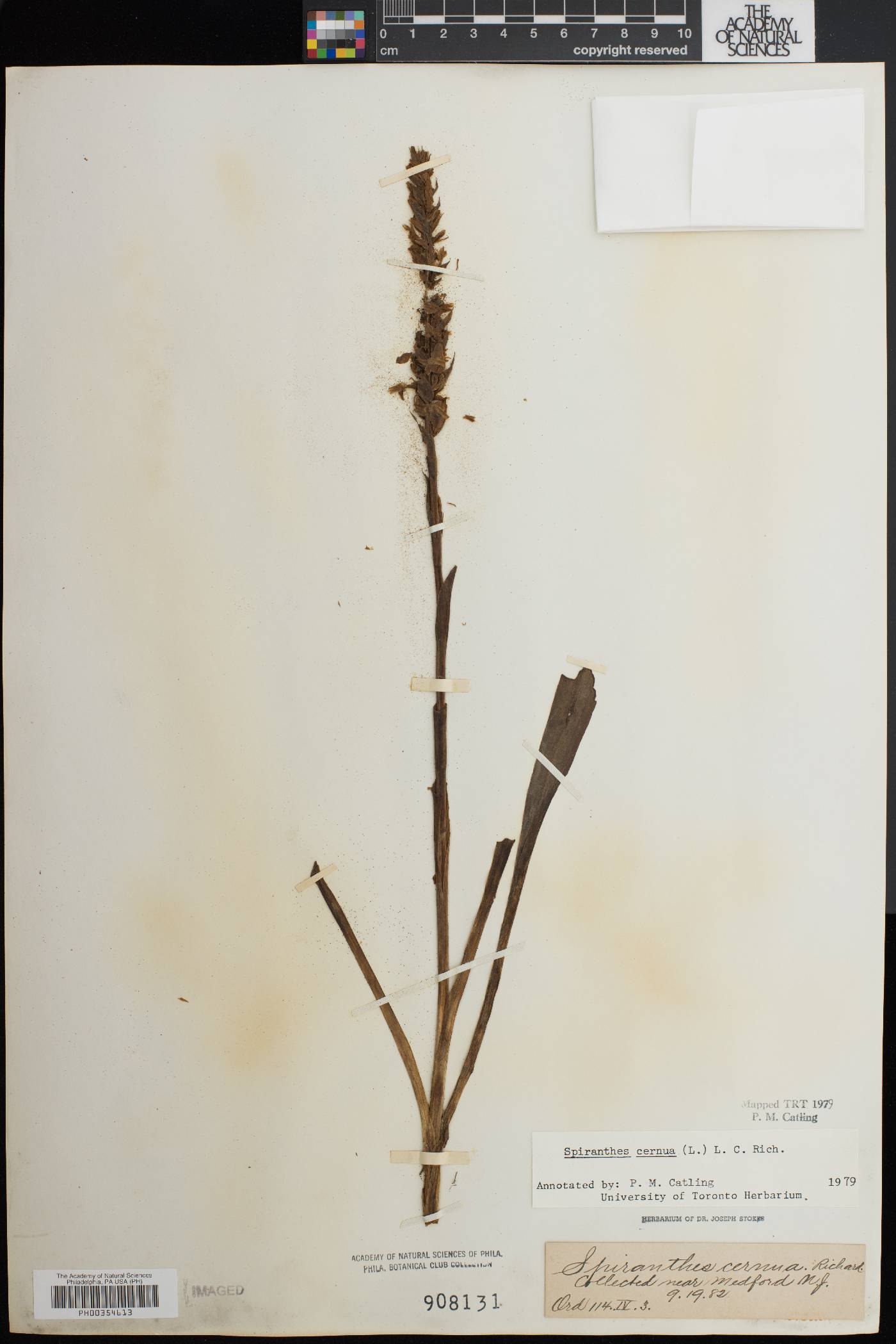 Spiranthes bightensis image