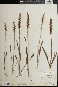 Spiranthes cernua image