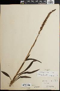 Spiranthes cernua image