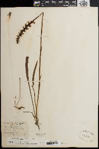 Spiranthes cernua image