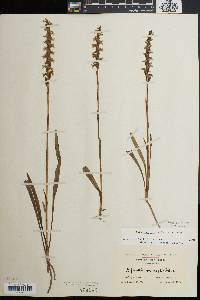 Spiranthes ochroleuca image