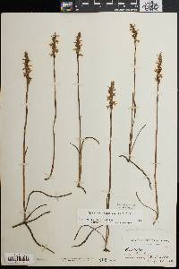 Spiranthes cernua image