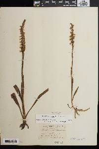 Spiranthes cernua image