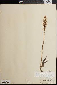 Spiranthes cernua image