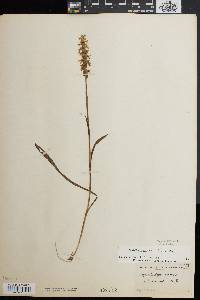 Spiranthes cernua image