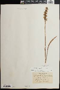 Spiranthes cernua image