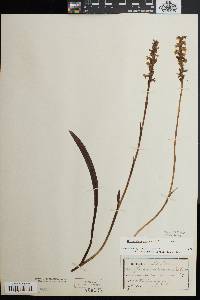 Spiranthes cernua image