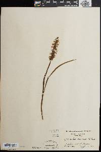 Spiranthes cernua image