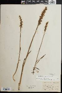 Spiranthes cernua image