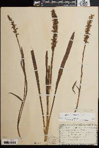 Spiranthes bightensis image