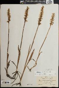 Spiranthes cernua image