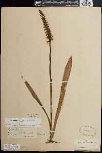 Spiranthes bightensis image