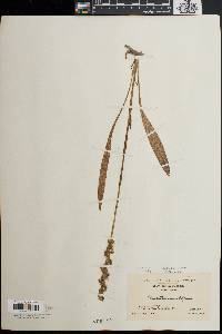 Spiranthes cernua image