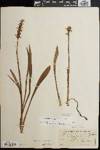 Spiranthes bightensis image