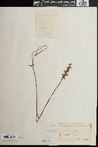 Spiranthes cernua image