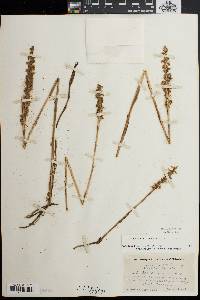 Spiranthes ochroleuca image