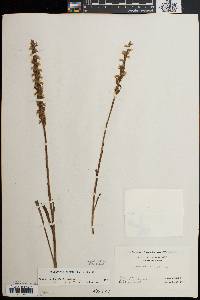 Spiranthes ochroleuca image