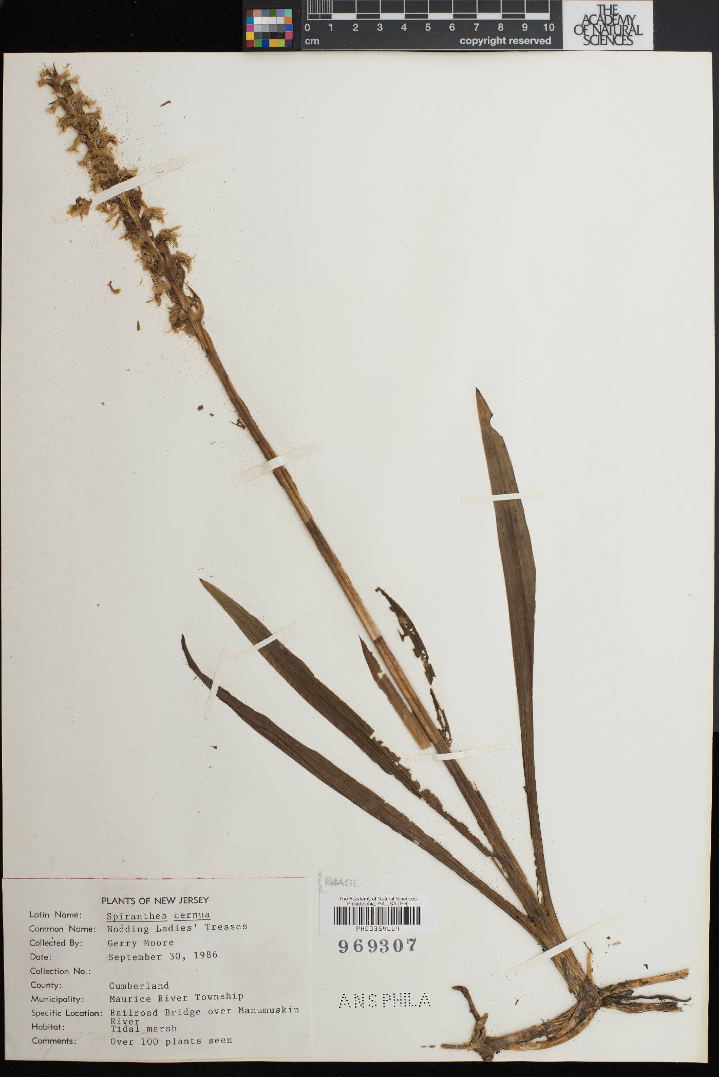 Spiranthes bightensis image