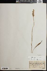 Spiranthes cernua image