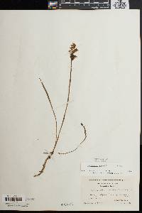 Spiranthes cernua image