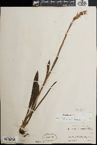 Spiranthes bightensis image