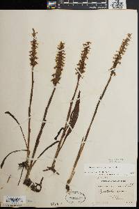 Spiranthes bightensis image