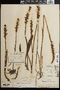 Spiranthes bightensis image