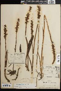 Spiranthes cernua image