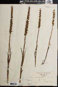 Spiranthes ochroleuca image