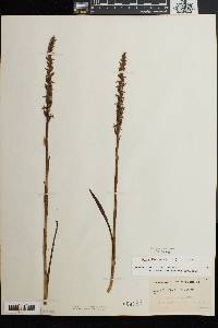 Spiranthes cernua image