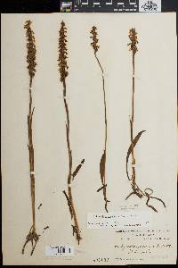 Spiranthes cernua image