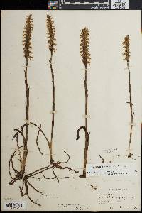 Spiranthes cernua image