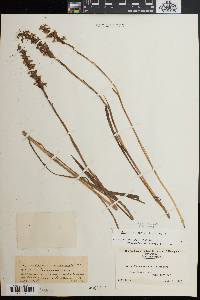 Spiranthes cernua image