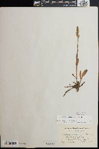 Spiranthes cernua image