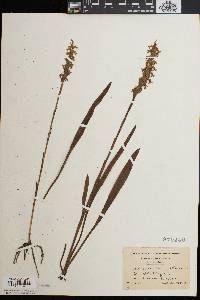 Spiranthes bightensis image