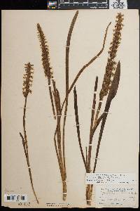 Spiranthes bightensis image