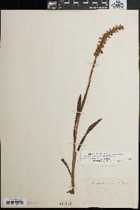 Spiranthes bightensis image