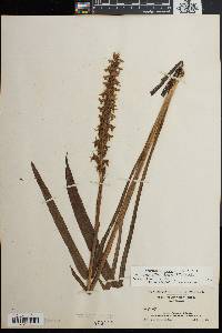 Spiranthes bightensis image