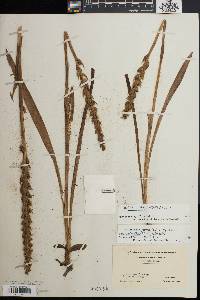 Spiranthes cernua image