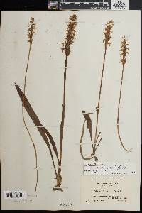 Spiranthes bightensis image