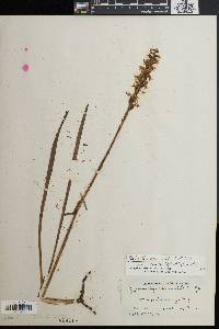 Spiranthes cernua image