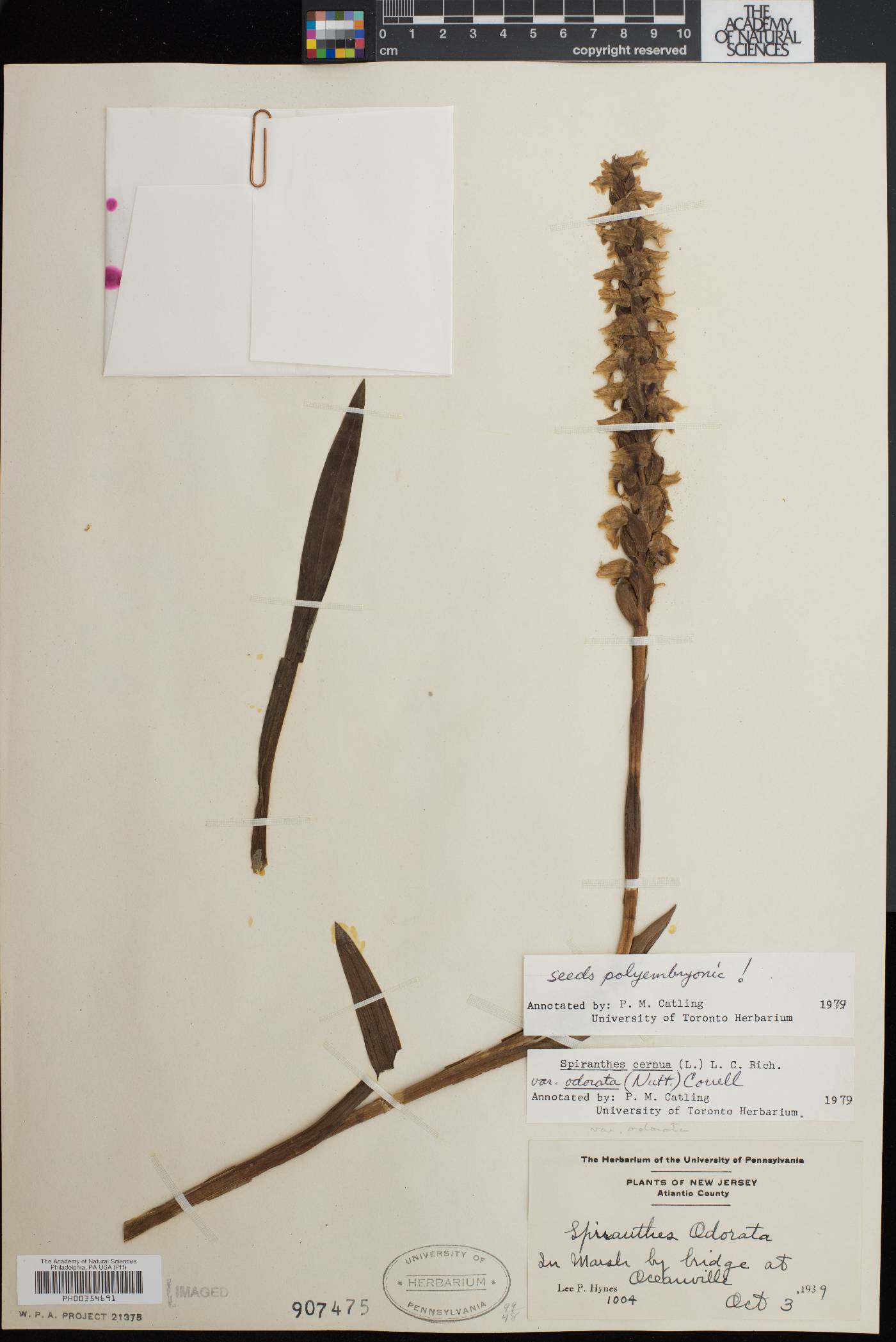 Spiranthes bightensis image