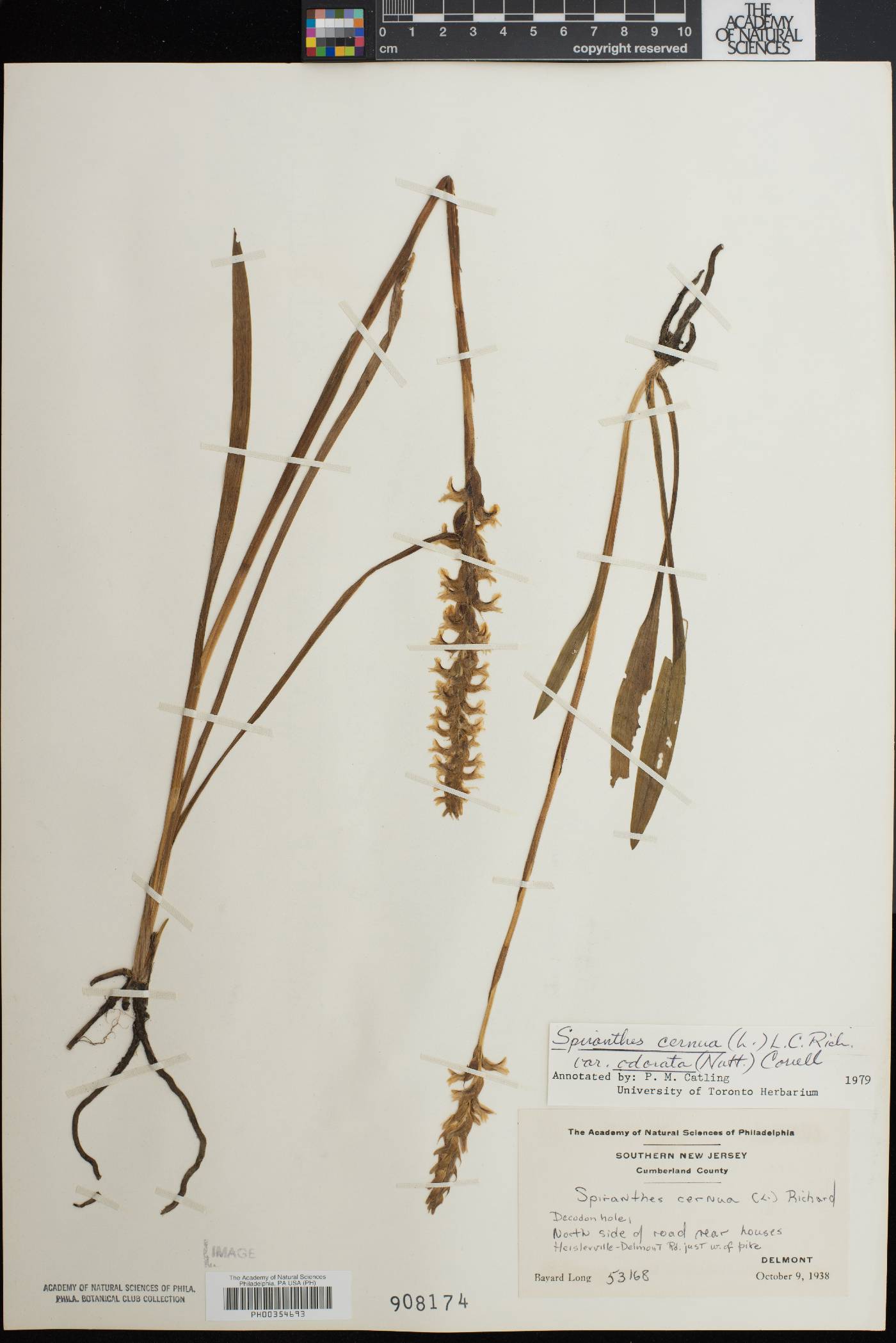 Spiranthes bightensis image