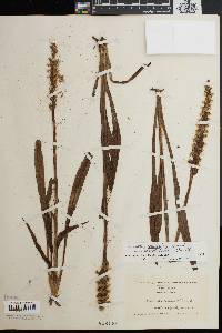 Spiranthes cernua image