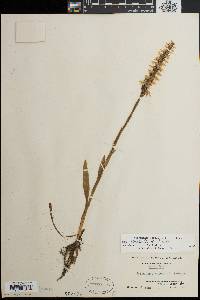 Spiranthes cernua image