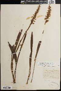 Spiranthes cernua image