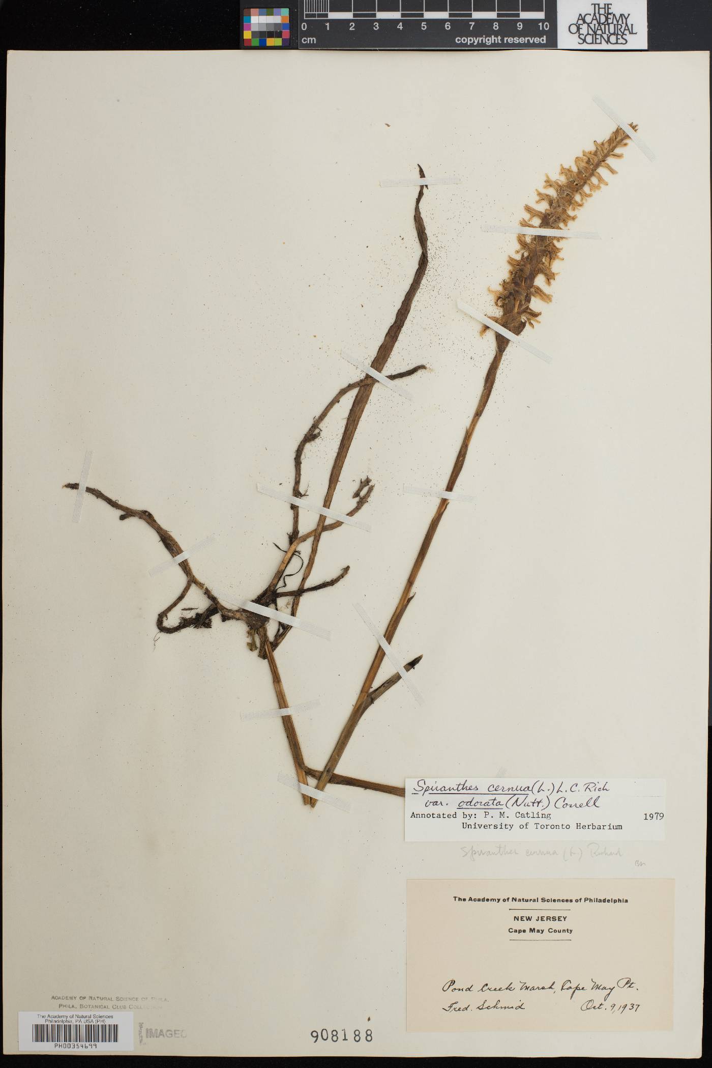 Spiranthes bightensis image