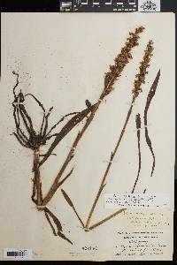 Spiranthes bightensis image